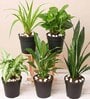 Syngonium, Spider , Peace Lily, Snake , Money Natural Plant