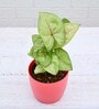 Syngonium Cream Allusion, Syngonium Cream Natural Plant