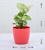 Syngonium Cream Allusion, Syngonium Cream Natural Plant
