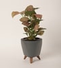 Syngonium Pink Plant With Lagos Grey Plastic Pot