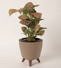 Syngonium Pink Plant With Lagos Mocca Plastic Pot