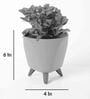Syngonium Pink Plant With Lagos White Plastic Pot