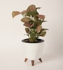 Syngonium Pink Plant With Lagos White Plastic Pot