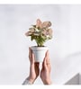 Syngonium Pink Plant Grow Pot