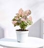 Syngonium Pink Plant Grow Pot