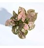 Syngonium Pink Plant Grow Pot