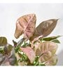 Syngonium Pink Plant Grow Pot