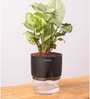 Syngonium Pixie Plant With Self Watering  Pot- Black
