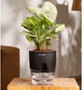 Syngonium Pixie Plant With Self Watering  Pot- Black