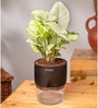 Syngonium Pixie Plant With Self Watering  Pot- Black