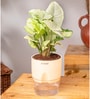 Syngonium Pixie Plant With Self Watering  Pot- Cream