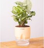 Syngonium Pixie Plant With Self Watering  Pot- Cream