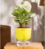 Syngonium Pixie Plant With Self Watering  Pot- Yellow