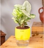 Syngonium Pixie Plant With Self Watering  Pot- Yellow