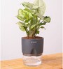 Syngonium Pixie White Plant With Self Watering  Pot- Grey