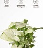 Syngonium Pixie White Plant With Self Watering  Pot- Grey