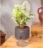 Syngonium Pixie White Plant With Self Watering  Pot- Grey