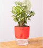Syngonium Pixie Plant With Self Watering  Pot- Red