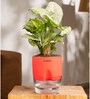 Syngonium Pixie Plant With Self Watering  Pot- Red