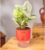 Syngonium Pixie Plant With Self Watering  Pot- Red