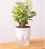 Syngonium Pixie Plant With Pot- White
