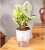 Syngonium Pixie Plant With Pot- White