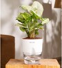 Syngonium Pixie Plant With Pot- White