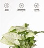 Syngonium Pixie Plant With Pot- White