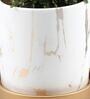 Table Kamini Natural Plant In White Ceramic Pot With Golden Plate