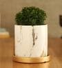Table Kamini Natural Plant In White Ceramic Pot With Golden Plate