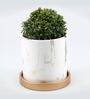 Table Kamini Natural Plant In White Ceramic Pot With Golden Plate