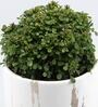 Table Kamini Natural Plant In White Ceramic Pot With Golden Plate