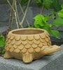 Brown Terra Tortoise Clay Planter