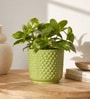 Textured Bubble Ceramic Planter Pot