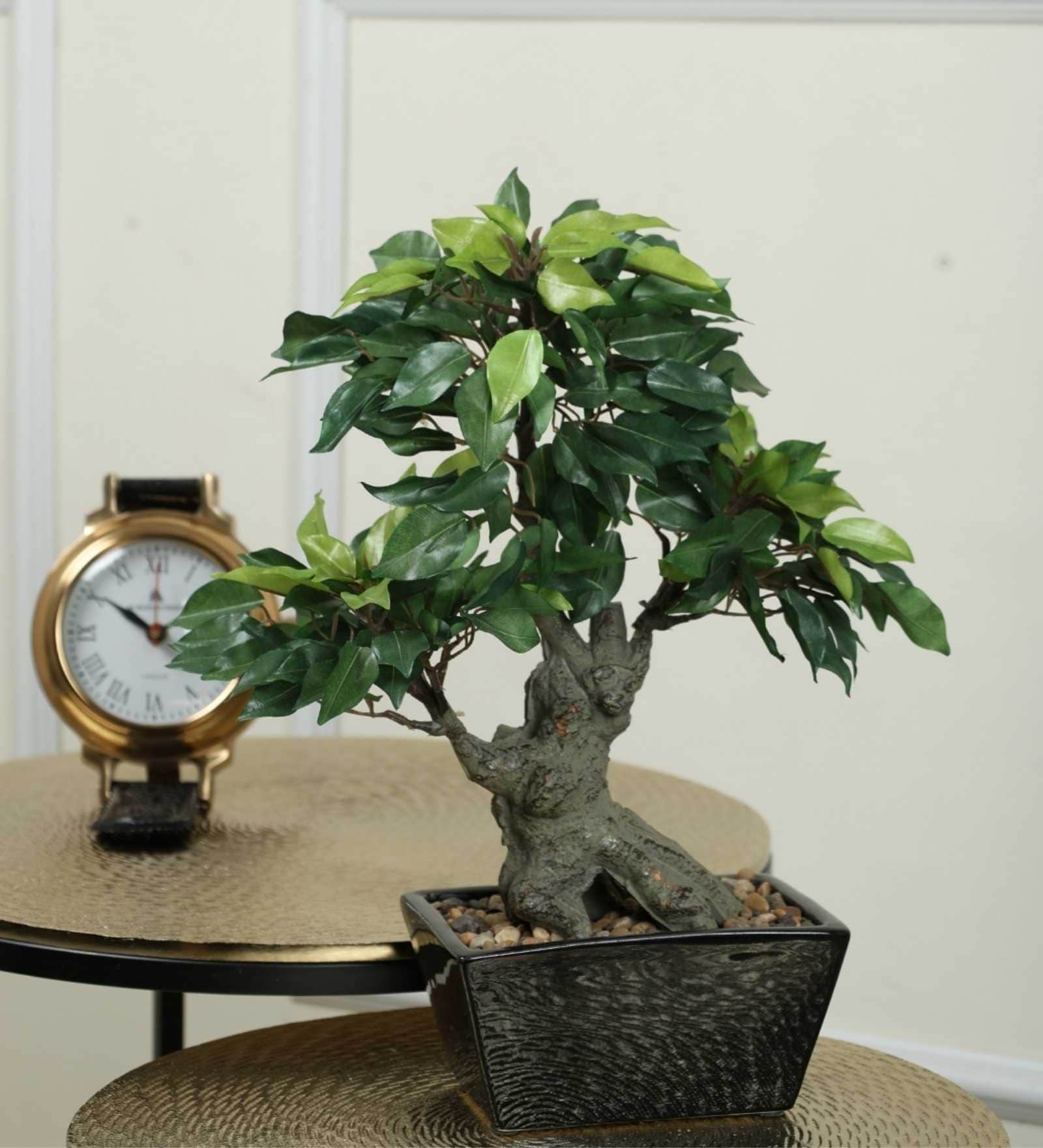 The Artful Green Elegant Bonsai Tree