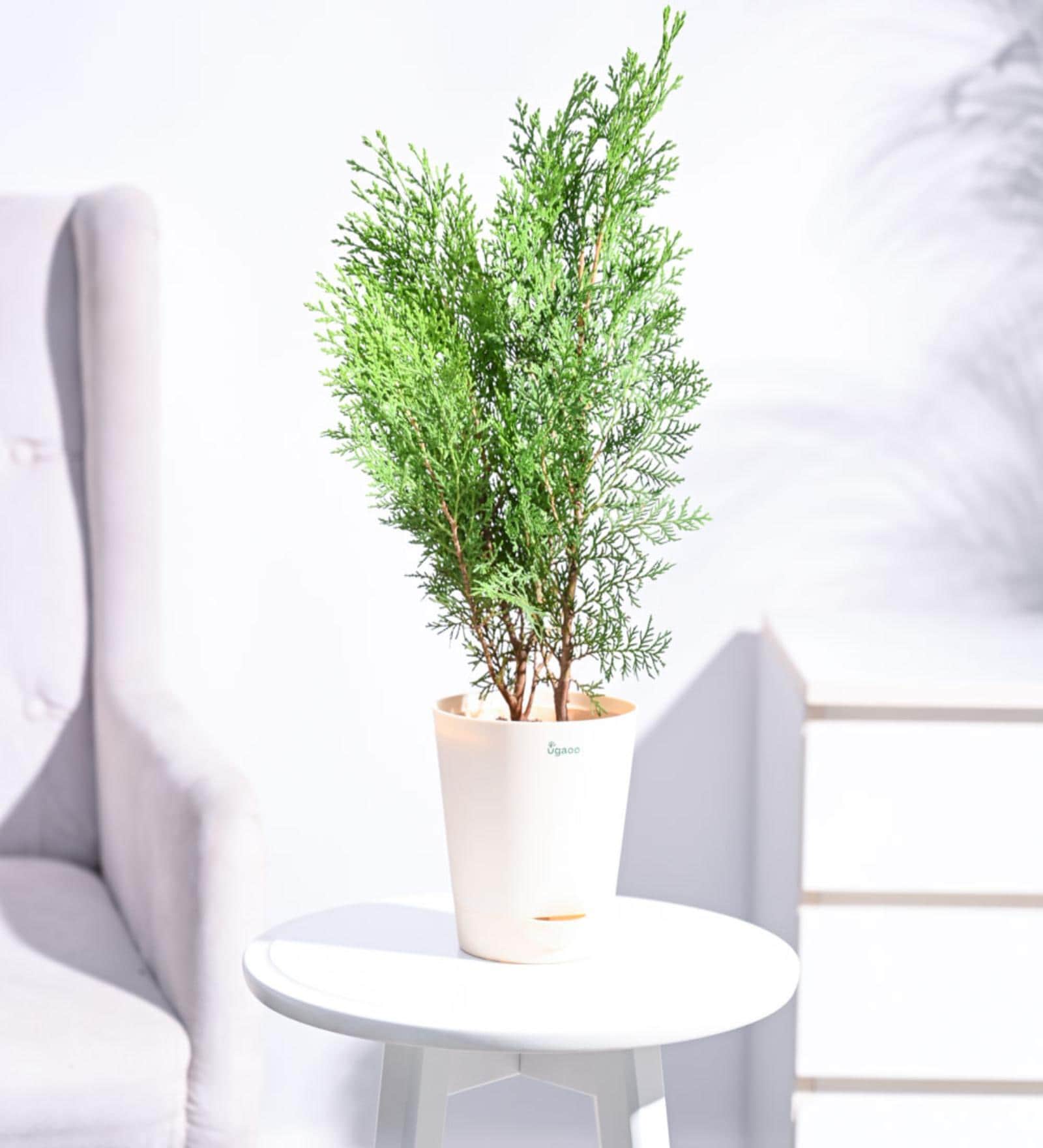 Thuja Natural Plant In White Self Watering Plastic Pot