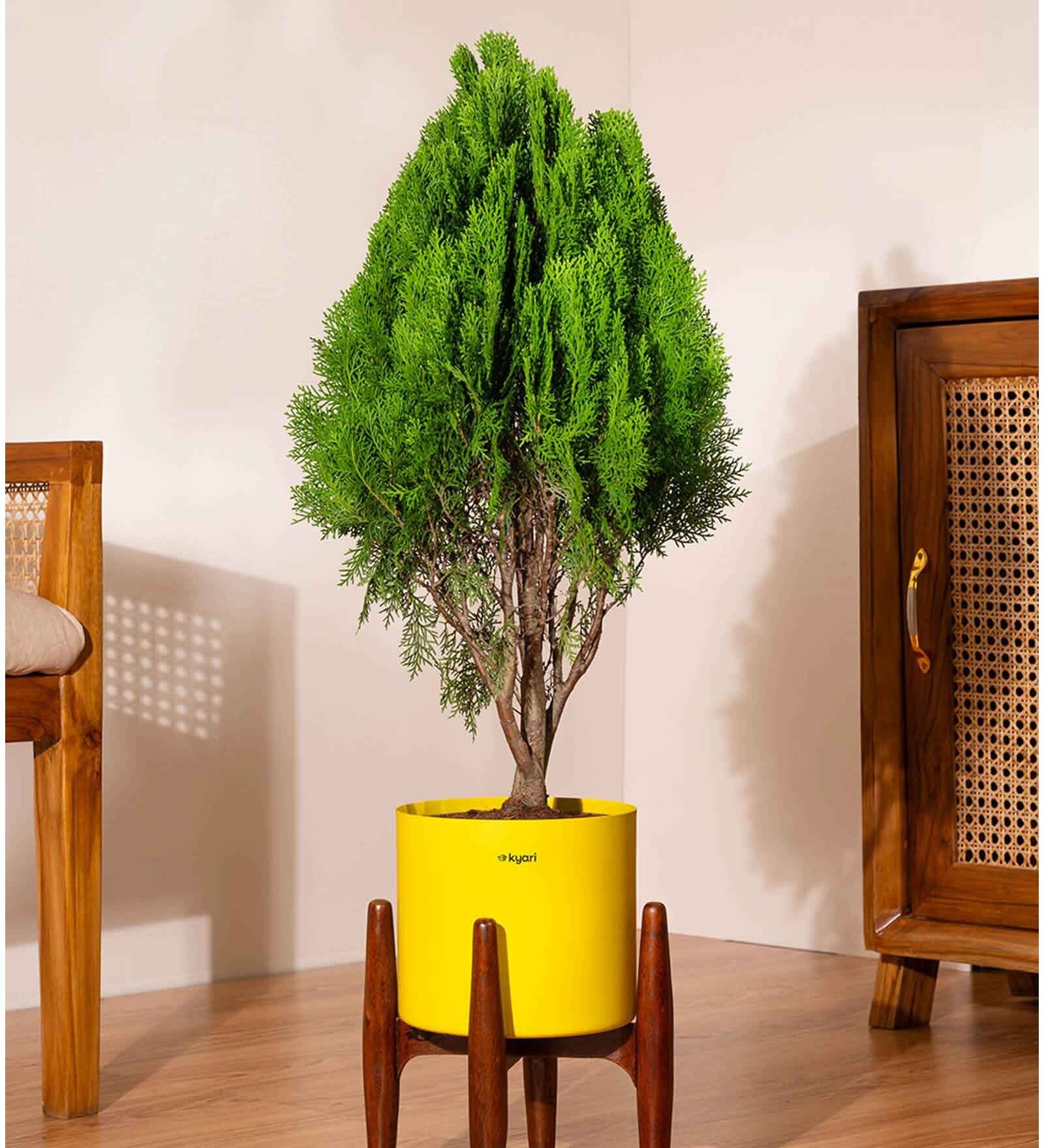Thuja Plant With Pot