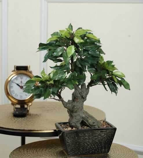 The Artful Green Elegant Bonsai Tree