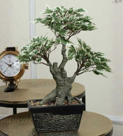 The Artful White Bonsai Tree