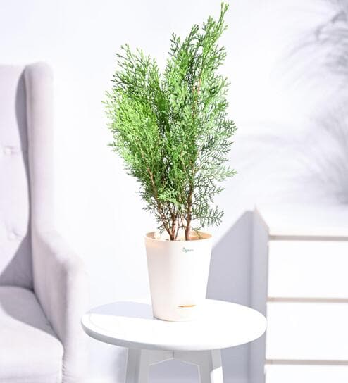 Thuja Natural Plant In White Self Watering Plastic Pot