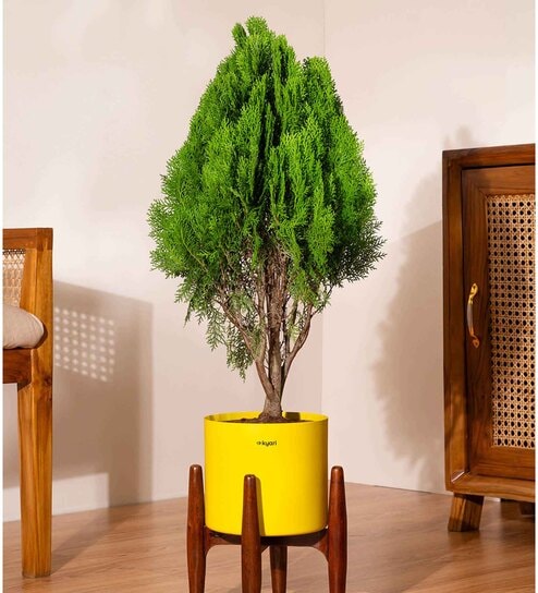 Thuja Plant With Pot - Yellow