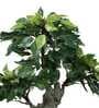 The Artful Green Elegant Bonsai Tree