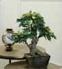 The Artful Green Elegant Bonsai Tree