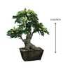 The Artful Green Elegant Bonsai Tree