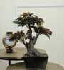 The Artful Red Elegant Bonsai Tree