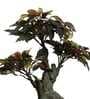 The Artful Red Elegant Bonsai Tree