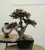 The Artful Red Elegant Bonsai Tree The Artful Red Elegant Bonsai Tree