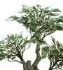 The Artful White Bonsai Tree The Artful White Bonsai Tree