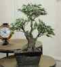 The Artful White Bonsai Tree The Artful White Bonsai Tree