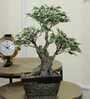 The Artful White Bonsai Tree